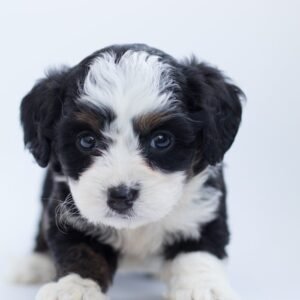 Black and White Maltese Puppy